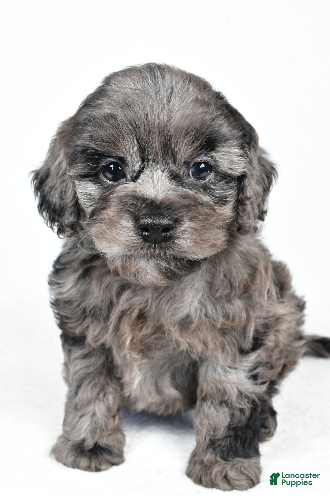 Cockapoo dogs for sale: paisley - Ad 2