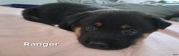 Mixed Breed dogs for sale: Ranger - Ad 1