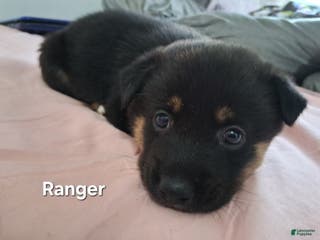 Mixed Breed dogs Ranger - Ad 24