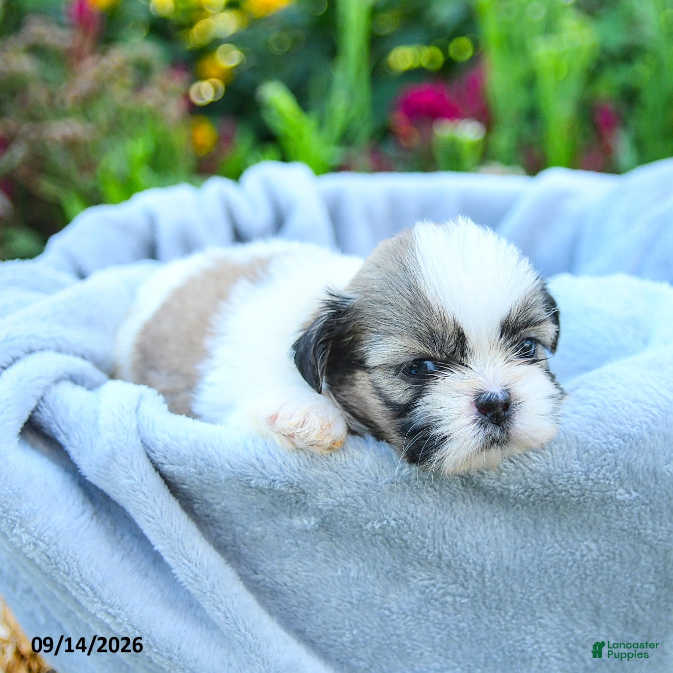 Shih Tzu dogs Miata - Ad 2
