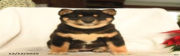 Shiba Inu dogs for sale: Pop - Ad 4