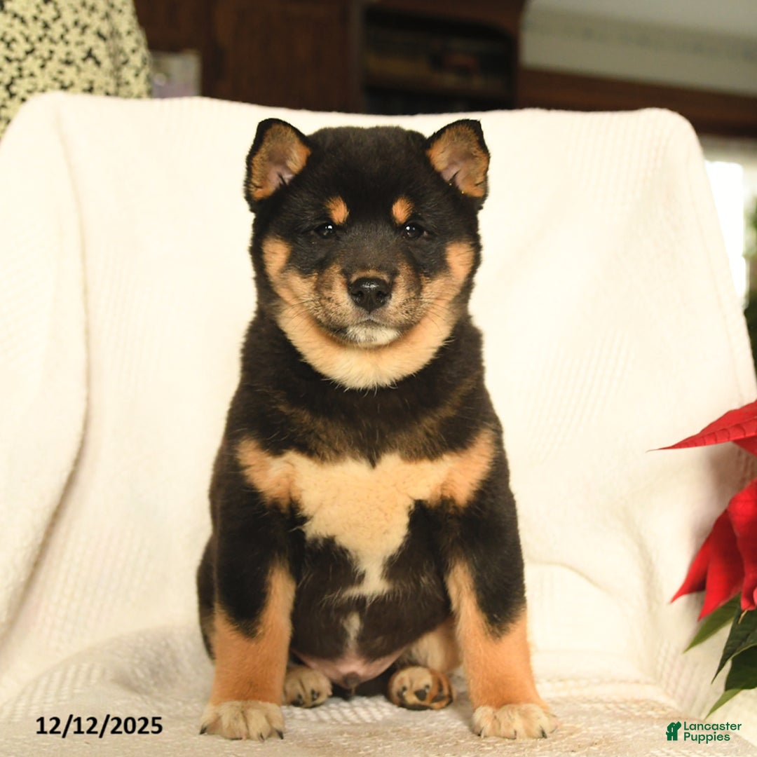 Shiba Inu dogs for sale: Pop - Ad 4