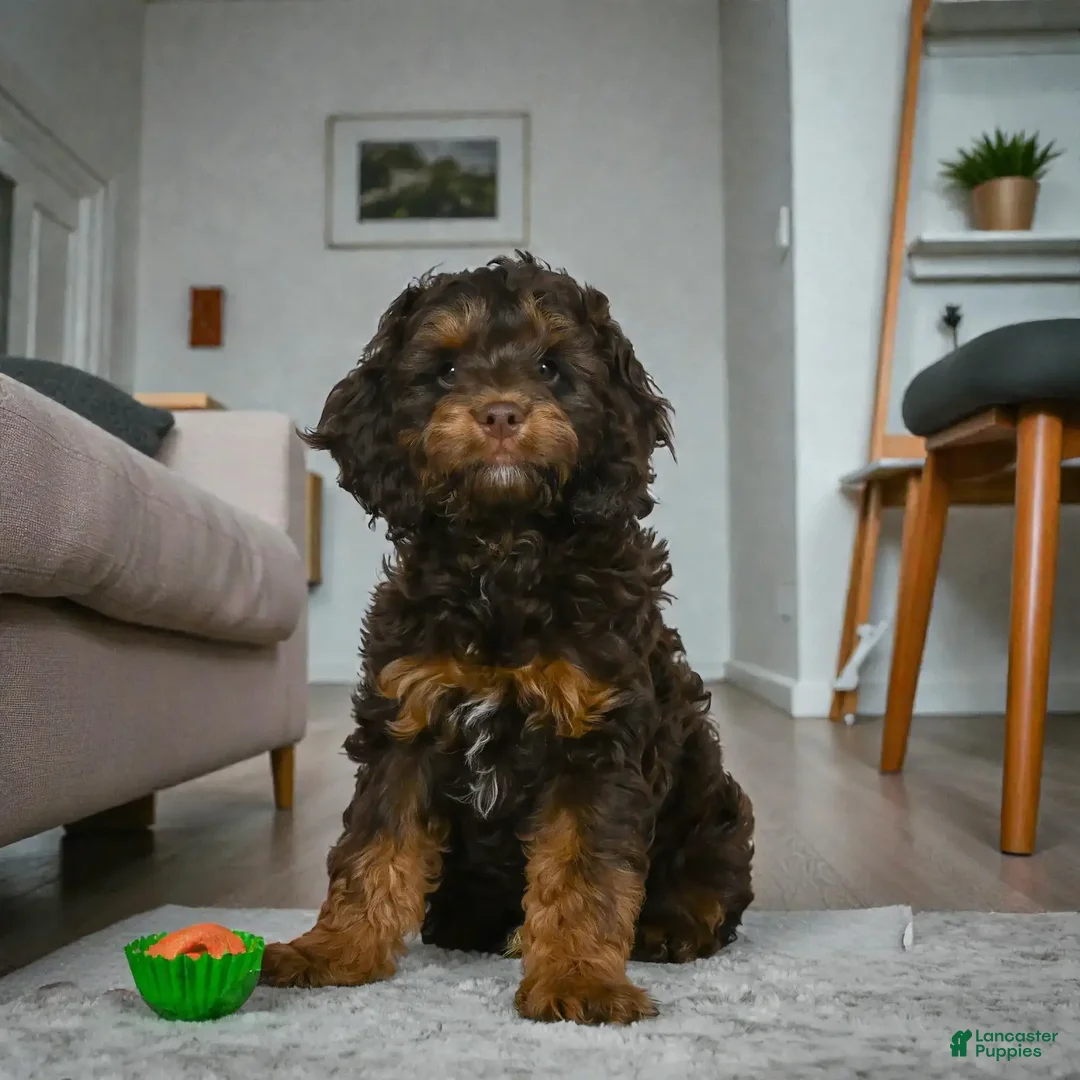 Cockapoo dogs for sale: hunter - Ad 3