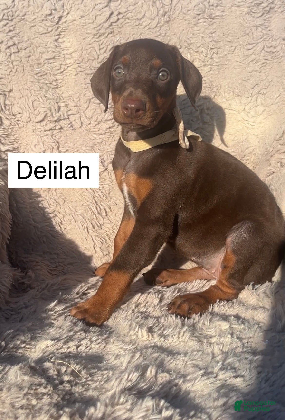 Doberman Pinscher dogs Delilah - Ad 2