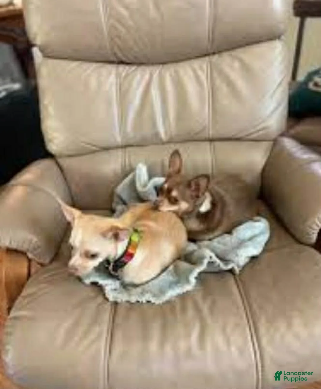 Chiweenie dogs for sale: Chiweenie puppy - Ad 3