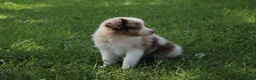 Australian Shepherd dogs for sale: Skyla - Ad 6