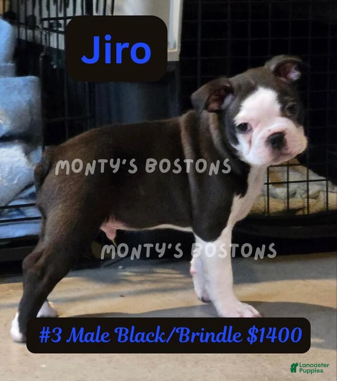Boston Terrier dogs for sale: Jiro - Ad 2