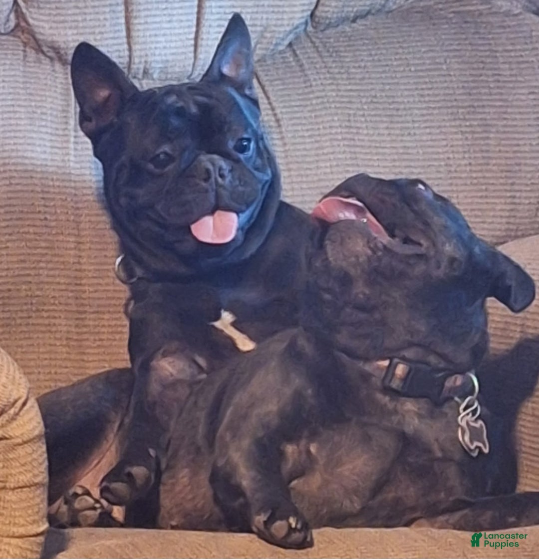 French Bulldog dogs for sale: French Bulldog Puppy 2 - Ad 8