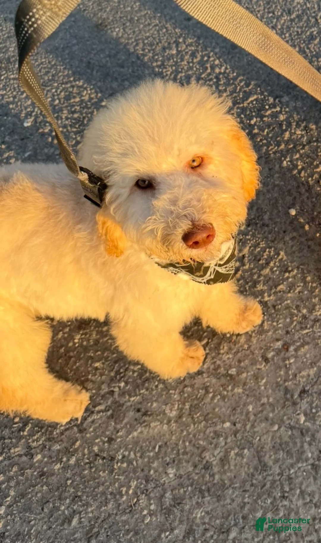 Goldendoodle dogs for sale: Sunny - Ad 2
