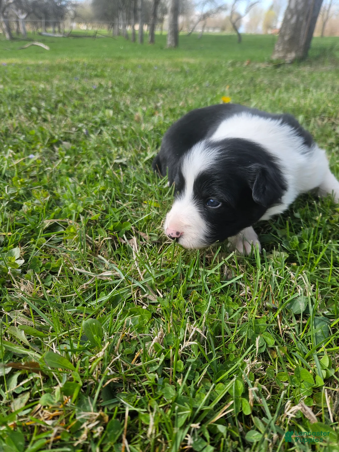 Border Collie dogs for sale: Buttercup - Ad 1