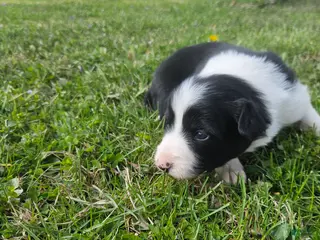 Border Collie dogs Buttercup - Ad 26