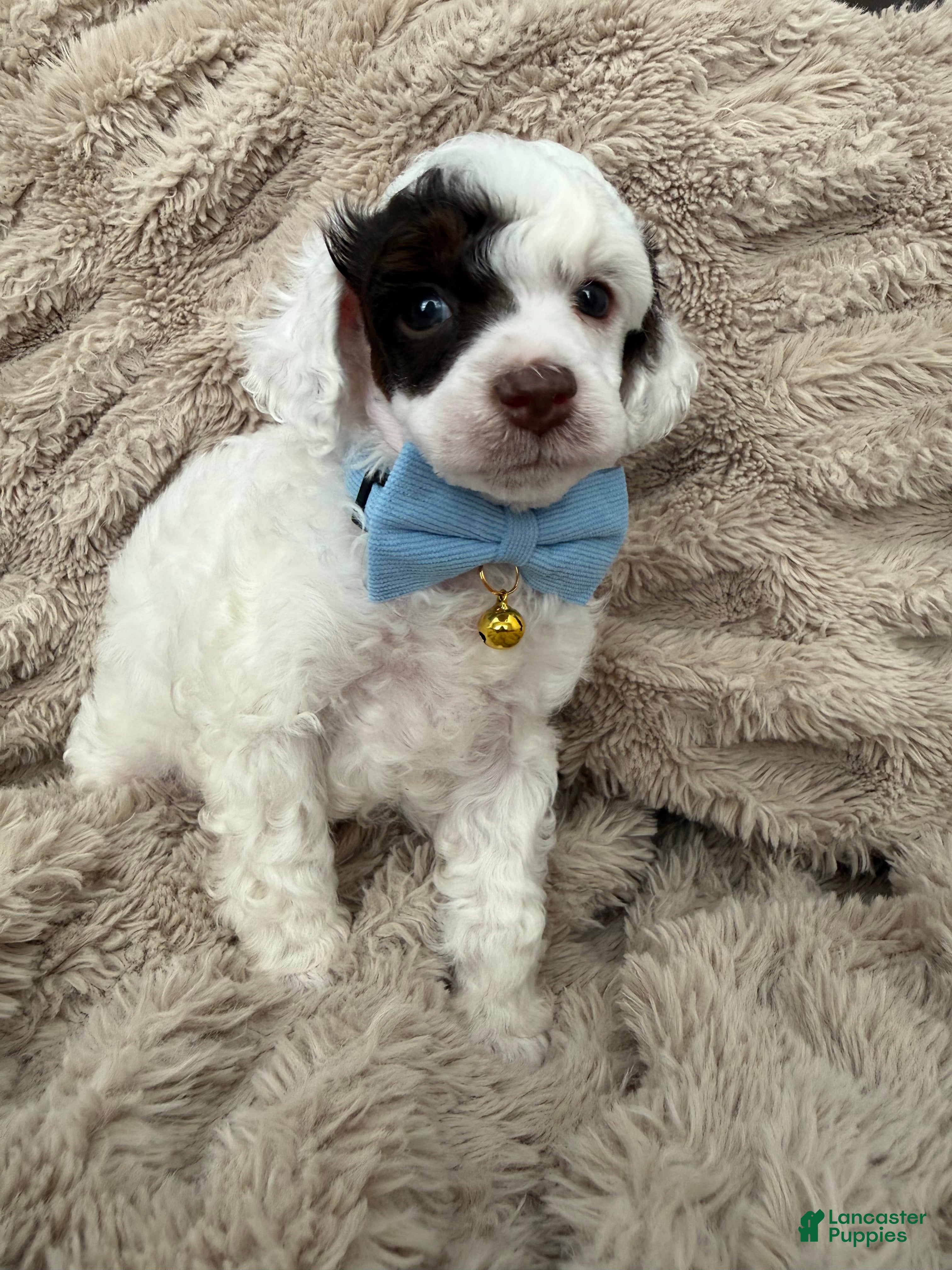 Toy Poodle dogs AKC Spanky - Ad 24