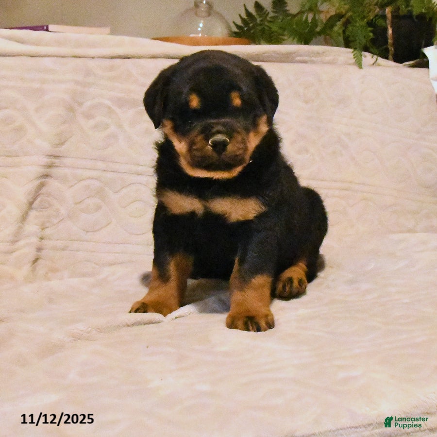 Rottweiler dogs Bandit - Ad 34