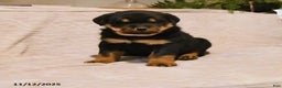 Rottweiler dogs for sale: Bandit - Ad 1