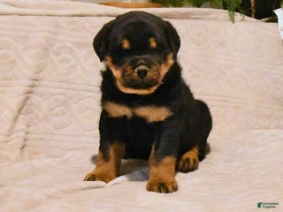 Rottweiler dogs Bandit - Ad 40