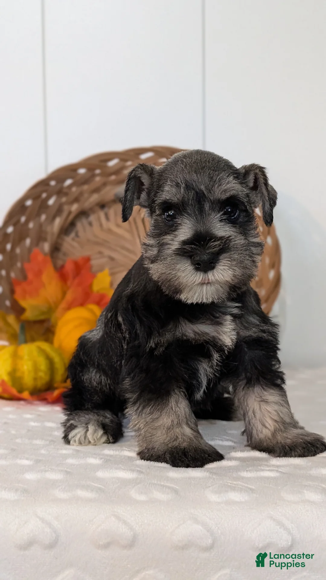 Miniature Schnauzer dogs for sale: Zeke - Ad 2