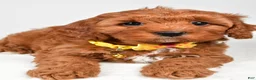 Cavapoo dogs for sale: Buddy  f one b - Ad 4