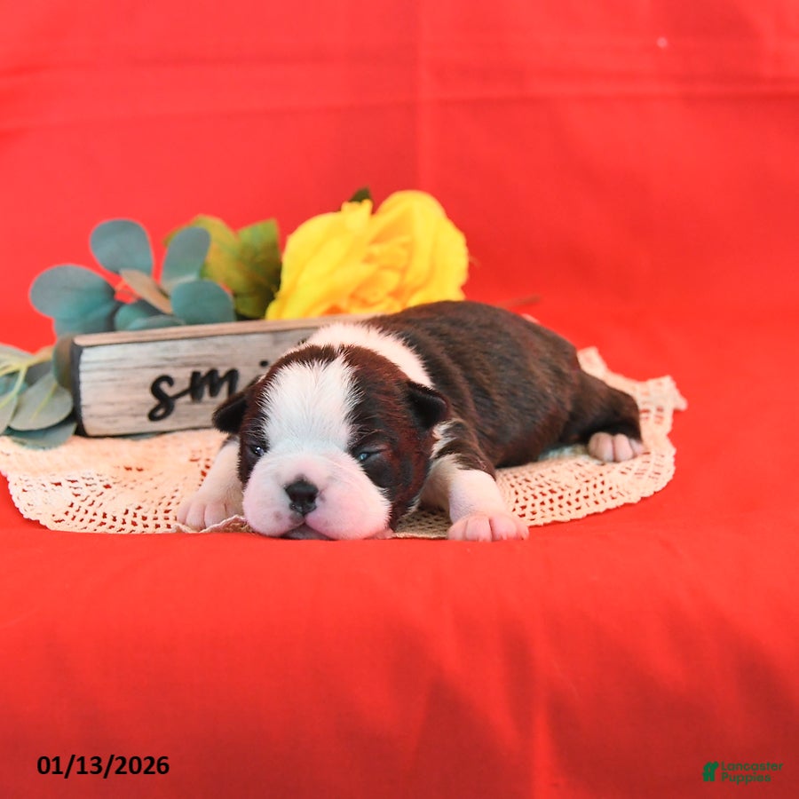 Boston Terrier dogs Romeo - Ad 22