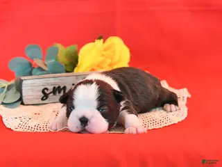 Boston Terrier dogs Romeo - Ad 16