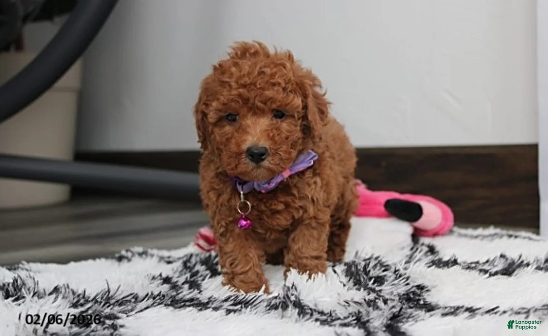 Bichpoo dogs for sale: Trixie - Ad 9