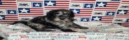 Cavapoo dogs for sale: Buddy - Ad 4
