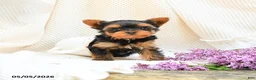 Yorkshire Terrier dogs for sale: Magic - Ad 3
