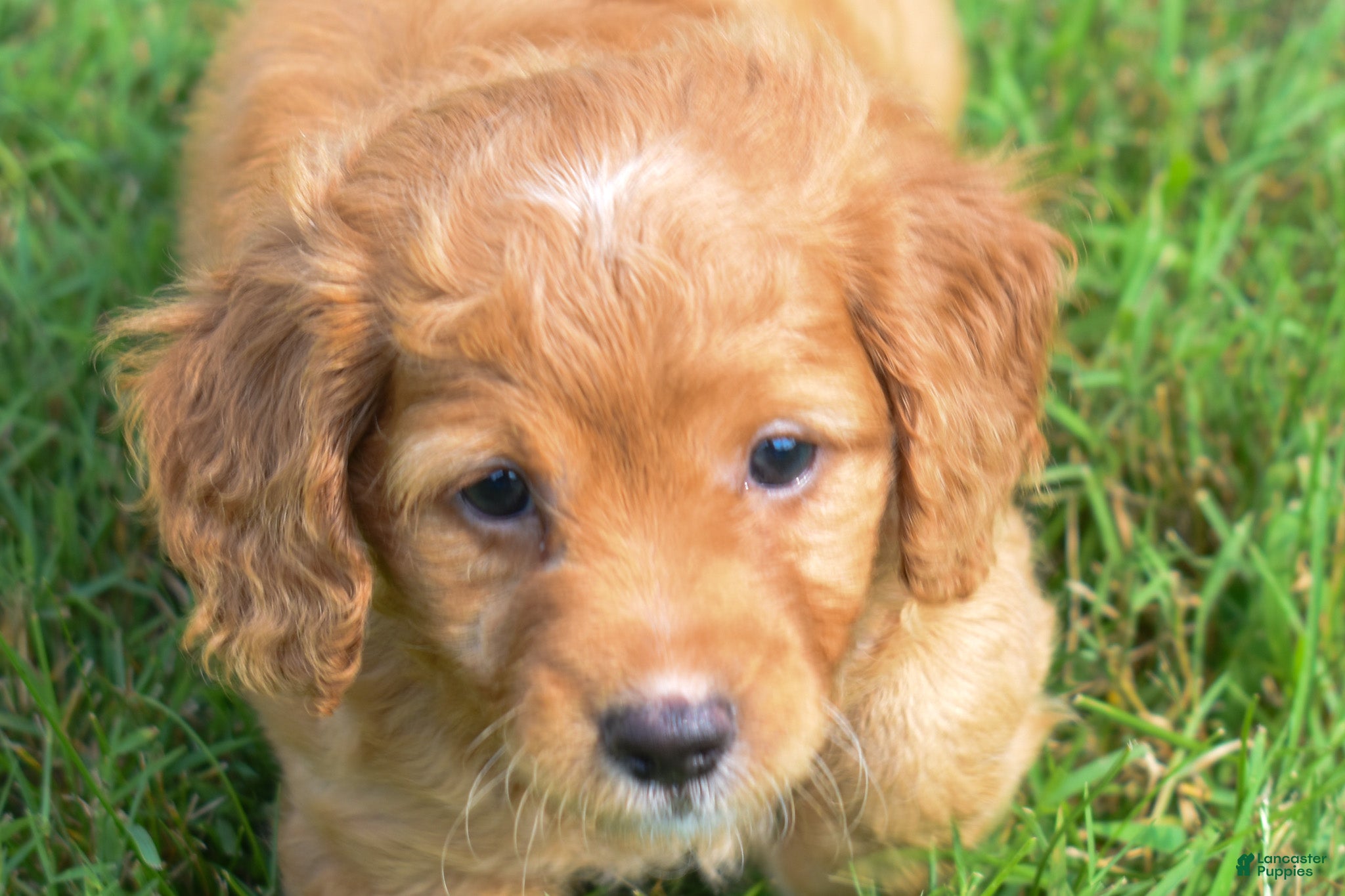 Maltipoo dogs  Sierra 💗🐾 - Ad 1
