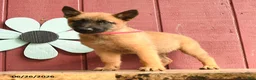 Belgian Malinois dogs for sale: Taffy - Ad 5
