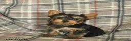 Yorkshire Terrier dogs for sale: Lucy - Ad 2
