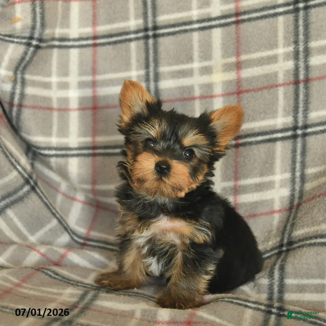 Yorkshire Terrier dogs for sale: Lucy - Ad 2