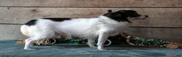 Chihuahua dogs for sale: Pablo - Ad 4
