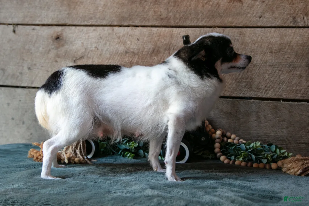 Chihuahua dogs for sale: Pablo - Ad 4