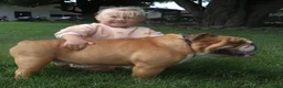 English Bulldog dogs for sale: Griffin - Ad 4