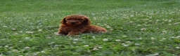 Standard Poodle dogs for sale: Bruno moyen - Ad 4