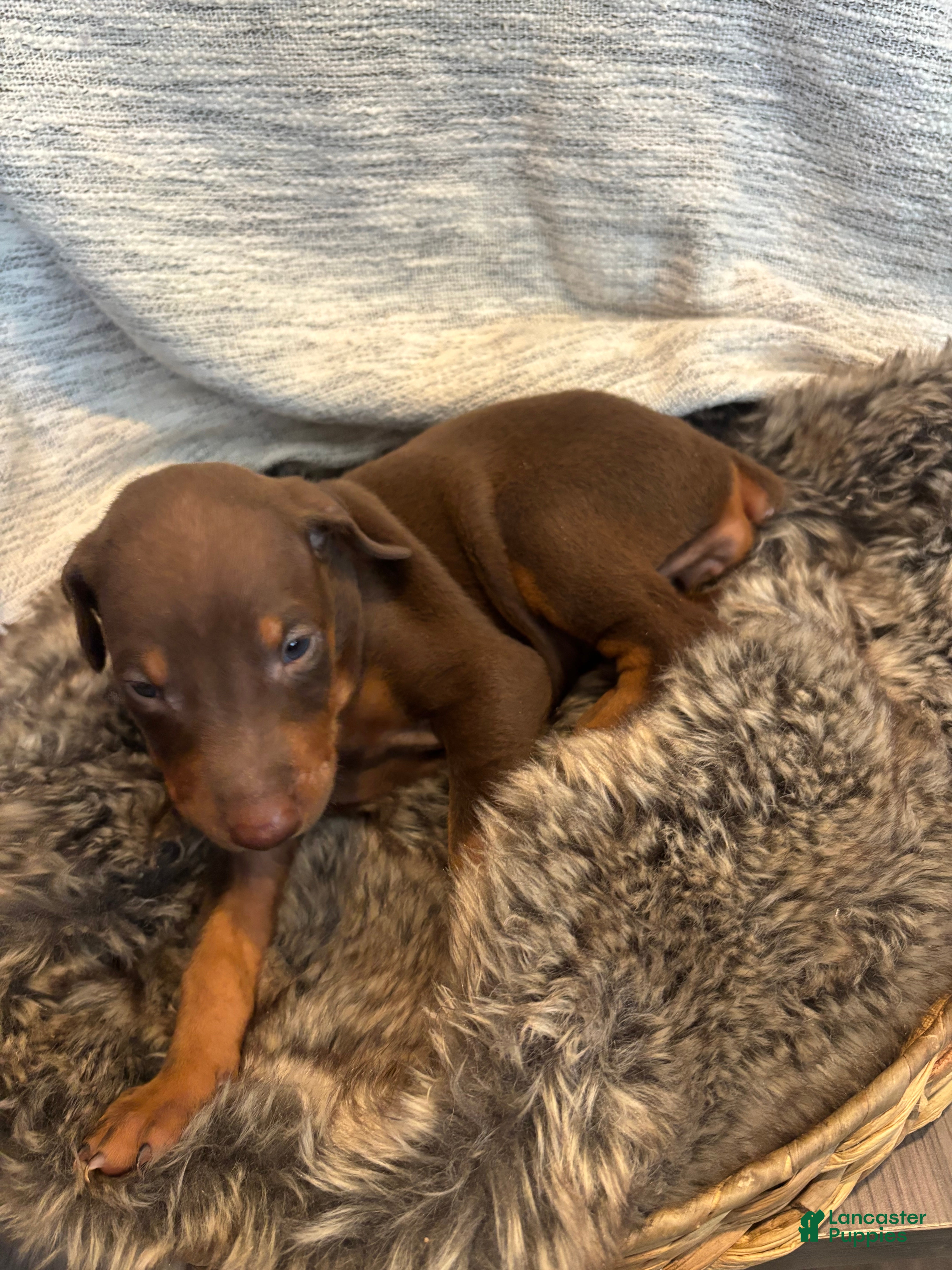 Doberman Pinscher dogs Honey - Ad 30