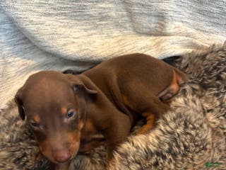 Doberman Pinscher dogs Honey - Ad 40