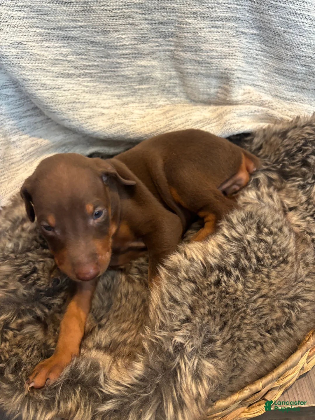 Doberman Pinscher dogs for sale: Honey - Ad 1