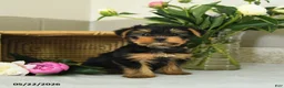 Yorkshire Terrier dogs for sale: Eddie - Ad 3