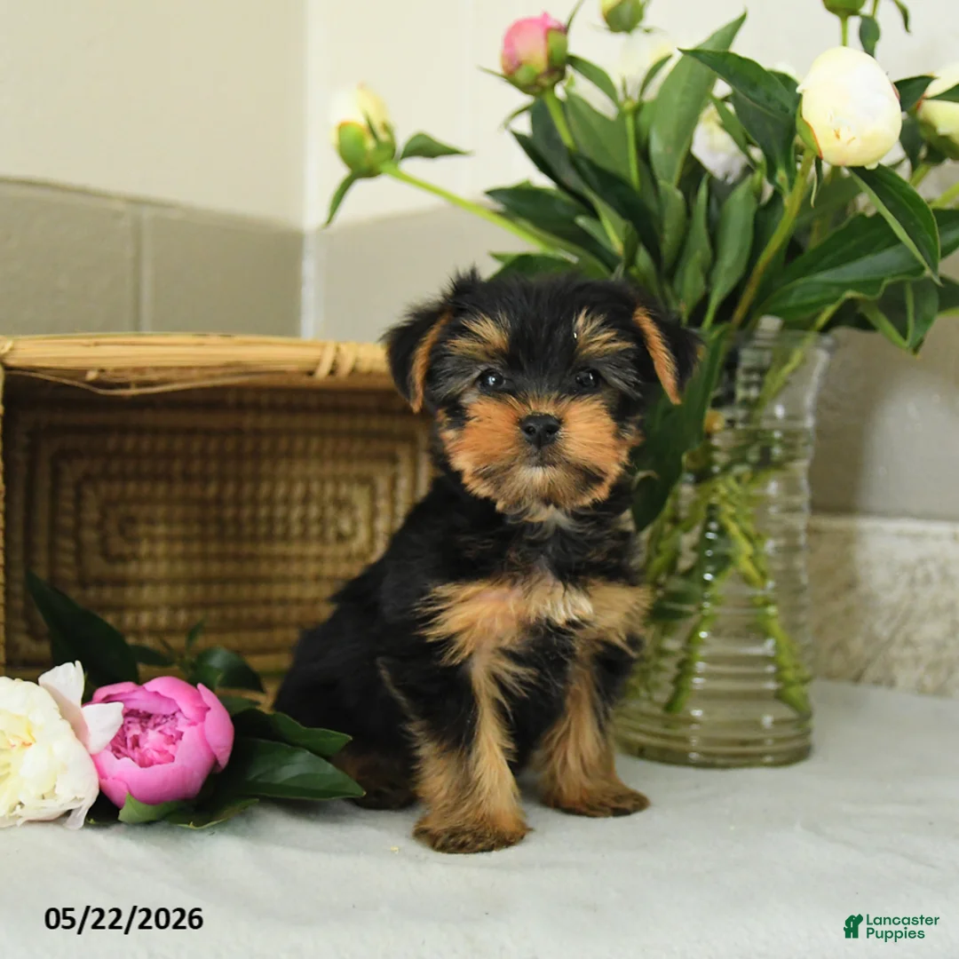 Yorkshire Terrier dogs for sale: Eddie - Ad 3