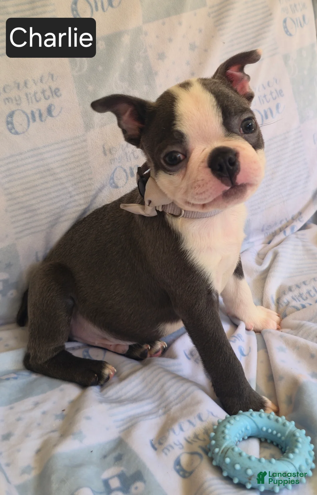 Boston Terrier dogs for sale: Charlie - Ad 10