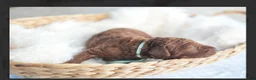 Standard Poodle dogs for sale: Standard Poodle 11 - Ad 1