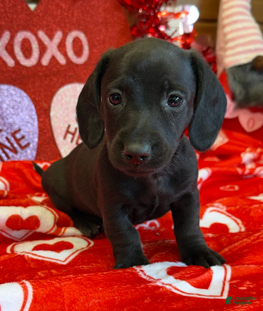 Miniature Dachshund dogs for sale: Axle - Ad 1