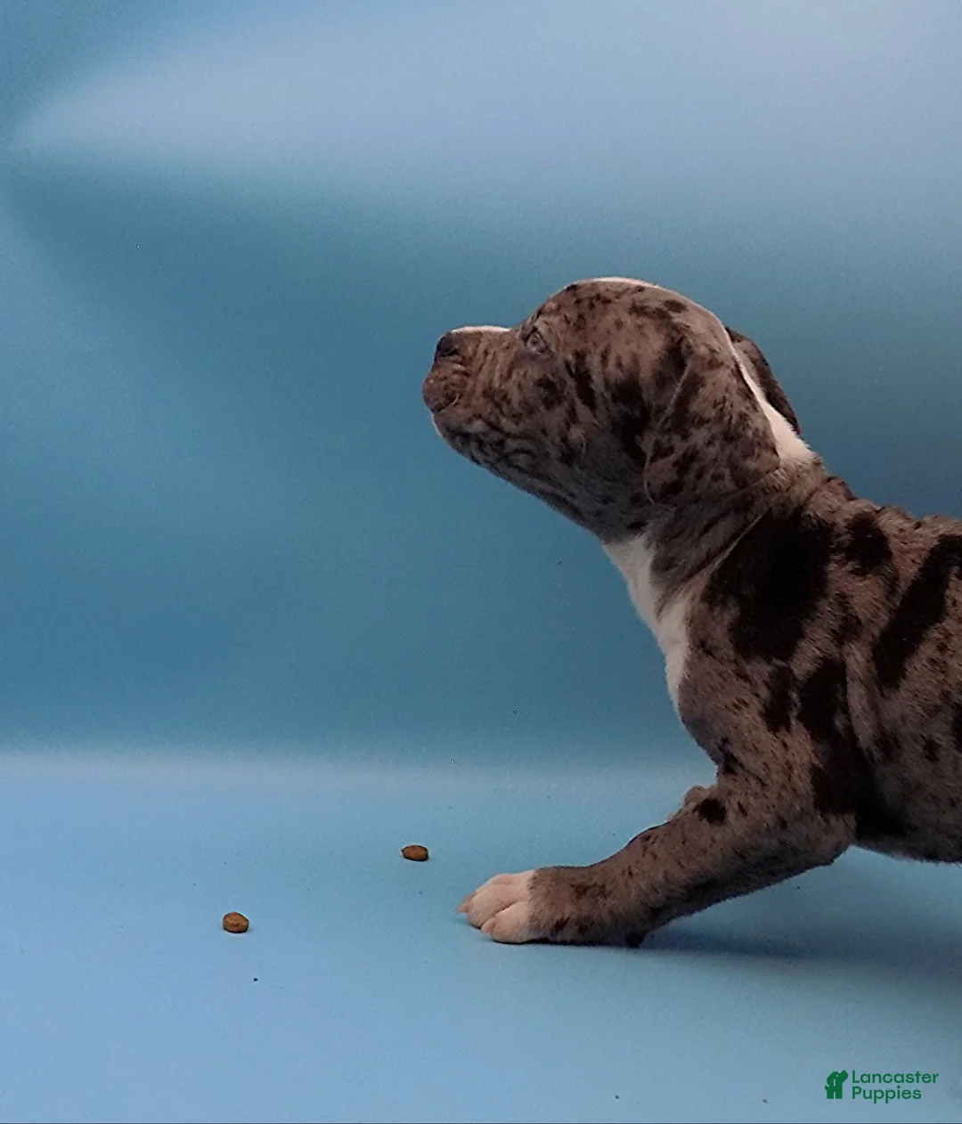 Mixed Breed dogs for sale: Boots - Ad 2