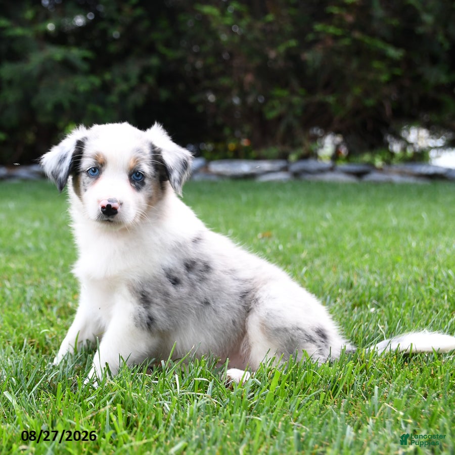 Australian Shepherd dogs Brumby - Ad 2