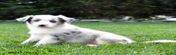 Australian Shepherd dogs for sale: Brumby - Ad 2