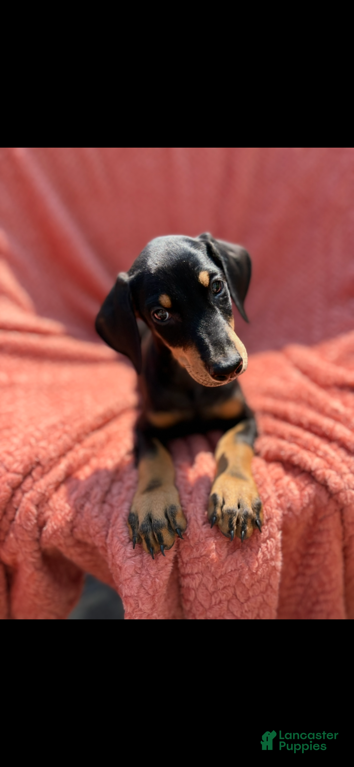 Doberman Pinscher dogs Doberman Pinscher 2 - Ad 1