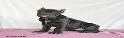Cane Corso dogs for sale: Macaron - Ad 2
