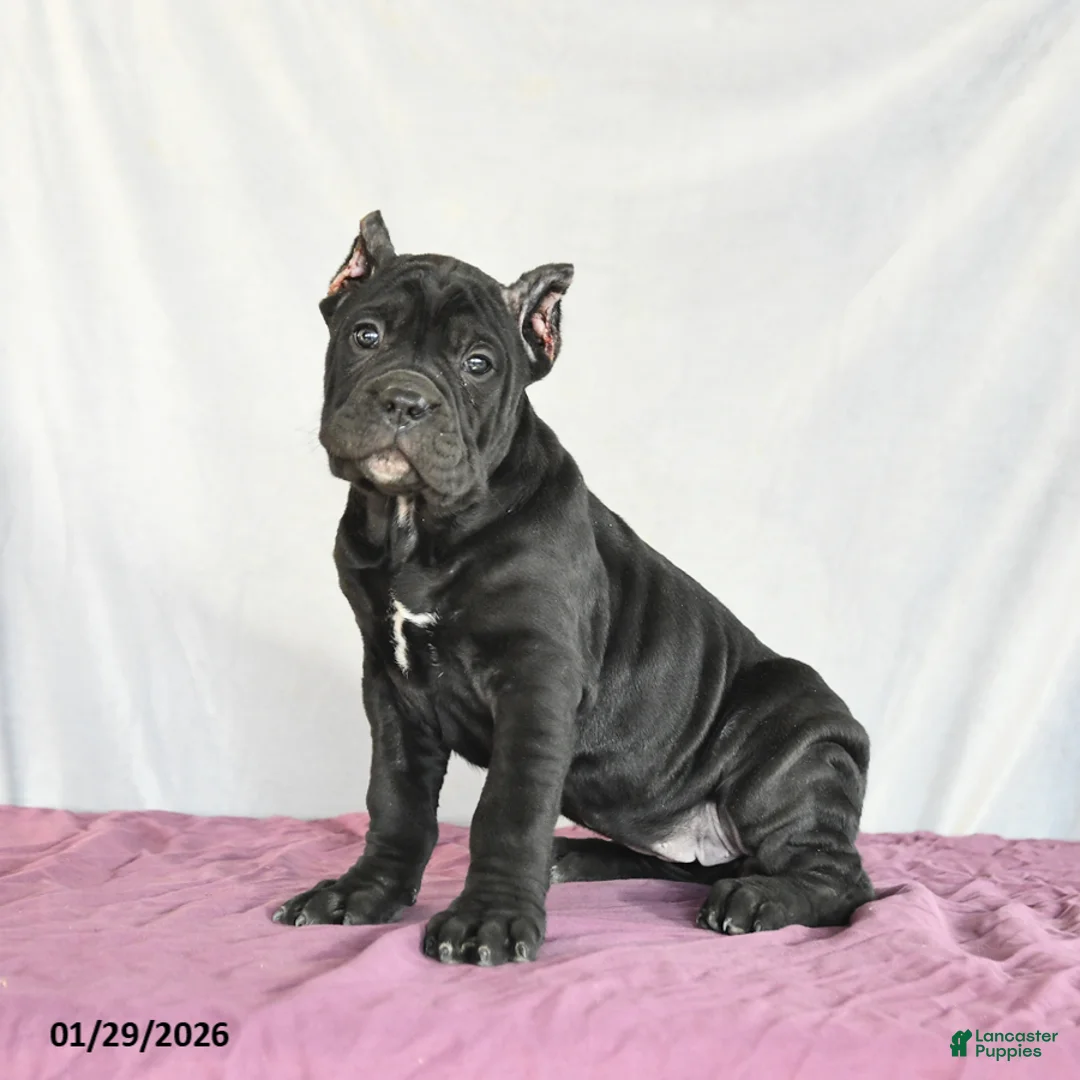 Cane Corso dogs for sale: Macaron - Ad 2