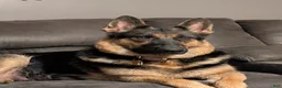 German Shepherd dogs for sale: German Shepherd 4 - Ad 2