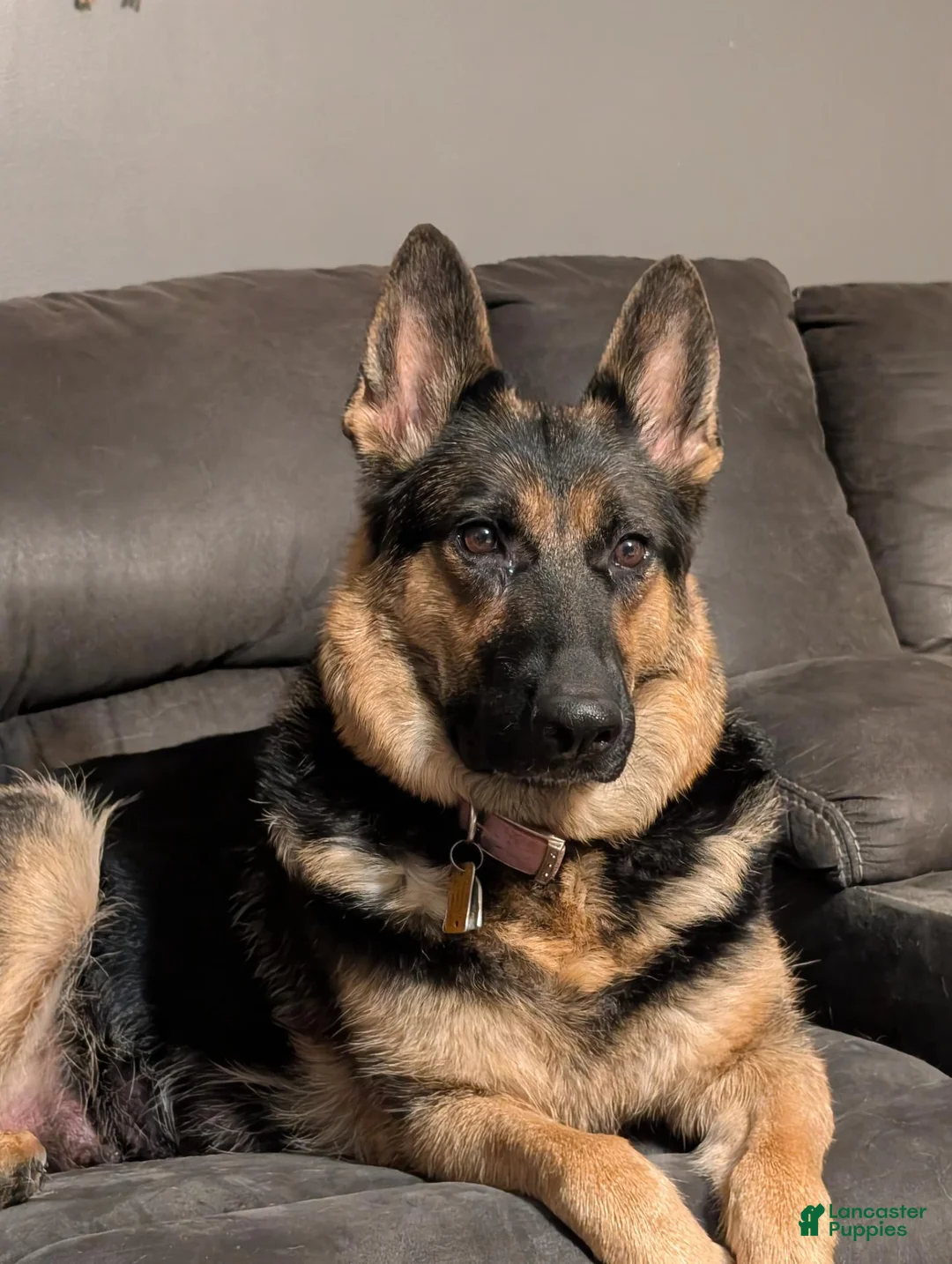 German Shepherd dogs for sale: German Shepherd 4 - Ad 2